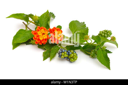 Lantana, gemeinsamen Namen sind Strauch verbenen oder lantanas. Isoliert. Stockfoto