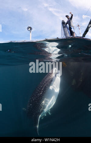 Fischer-Feeds Walhai, Rhincodon Typus, Triton Bay, West Papua, Indonesien Stockfoto