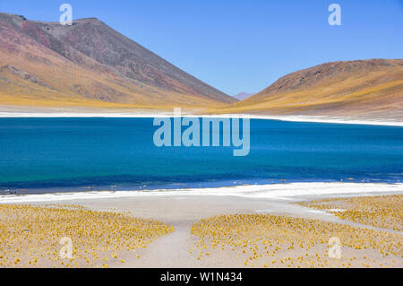 Salzseen Laguna Miscanti und Miniques, auch Laguna Altiplanicas, mit Vulkan Cerro Miscanti und Flamingos an der Küste, San Pedro de Atacama, Ataca Stockfoto