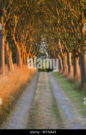 Allee der Eichen im Abendlicht auf der Halbinsel Helnas, Insel Fünen, Dänische Südseeinseln, Süddänemark, Dänemark, Skandinavien, Norden Euro Stockfoto