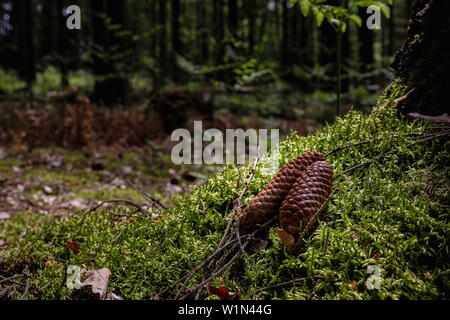 Tannenzapfen auf Wald Boden gefallen Stockfoto