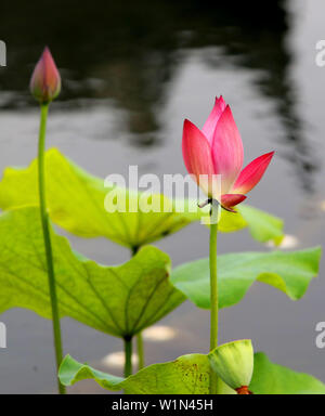 Jiangsu, Zhejiang, China. 3. Juli 2019. Jiangsu, China - 3. Juli 2019: ein Pavillon Garten von huqiu Mountain Scenic Area in Suzhou, Provinz Jiangsu ist mit Lotus mit einer Fläche von über 1500 Quadratmetern überlagert. blühender Lotus und tausend Jahre alte Pagode viele Touristen kommen, Fotos zu machen und zu gewinnen. Credit: SIPA Asien/ZUMA Draht/Alamy leben Nachrichten Stockfoto