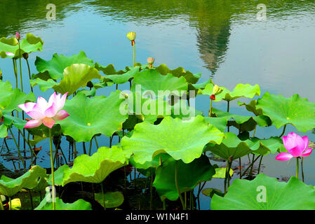 Juli 3, 2019 - Zhejiang, Jiangsu, China Jiangsu, China - 3. Juli 2019: ein Pavillon Garten von huqiu Mountain Scenic Area in Suzhou, Provinz Jiangsu ist mit Lotus mit einer Fläche von über 1500 Quadratmetern überlagert. blühender Lotus und tausend Jahre alte Pagode viele Touristen kommen, Fotos zu machen und zu gewinnen. (Bild: © SIPA Asien über ZUMA Draht) Stockfoto