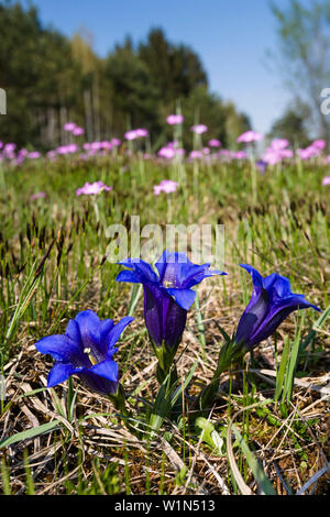 Blühende Wiese mit Enzian und Primula, Oberbayern, Deutschland Stockfoto