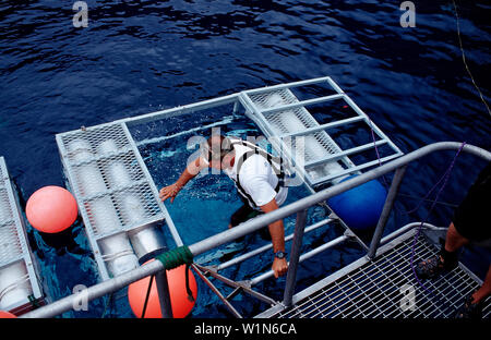 Diver klettert in Shark Cage, Mexiko, Pazifischer Ozean, Guadalupe Stockfoto