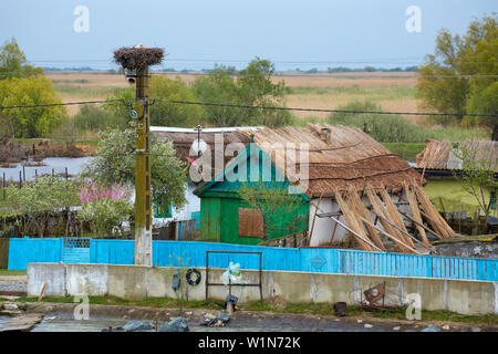 Stork im Donaudelta in der Nähe von Crisan (bei ca. km 24), Mund der Sulina-Arm der Donau, Schwarzes Meer, Rumänien, Europa Stockfoto