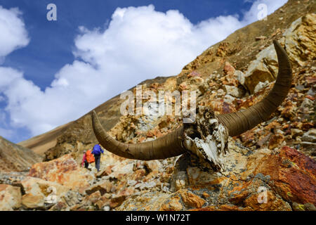 Zwei Wanderer, Trekker und Yak Yak Horn, Kopf, Jak auf dem Weg von Nar über Teri Tal in Mustang, Nepal, Himalaya, Asien Stockfoto