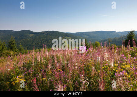 Willowherbs in einer Wiese, Rothaarsteig, Rothaargebirge, Sauerland, Nordrhein-Westfalen, Deutschland Stockfoto