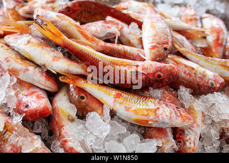 Rotbarbe Fische Stockfoto