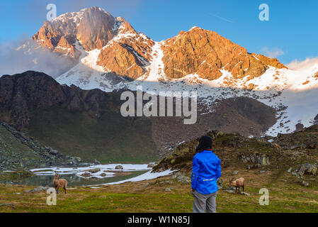 Frau beobachten, atemberaubenden Sonnenaufgang über Täler, Grate und Gipfel. Weitwinkelaufnahme ab 3000 m in Valle d'Aosta. Sommer Abenteuer auf der Italia Stockfoto