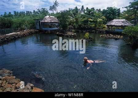 Schwimmen mit Schildkröten, Schildkröte Taomaga Cons.Area Satoalepai, Savaii, Samoa Stockfoto