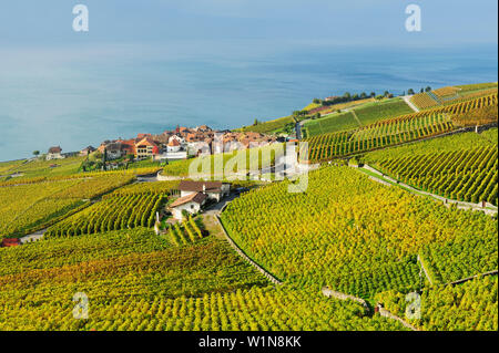 Weinberg mit Gemeinde Puidoux und dem Genfer See Genfer See, Lavaux, Weinberg-Terrassen, UNESCO-Weltkulturerbe Lavaux, Weinberg-Terrassen, Waadt, Schweiz Stockfoto