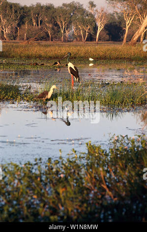 Jabiru mycteria, Jabiru, Kakadu NP, South Alligator River Northern Territory, Australien Stockfoto