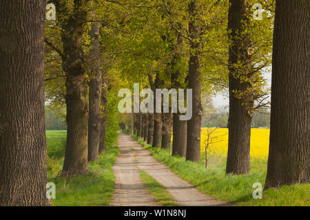 Eiche Gasse in der Nähe von Helmstedt, Niedersachsen, Deutschland Stockfoto