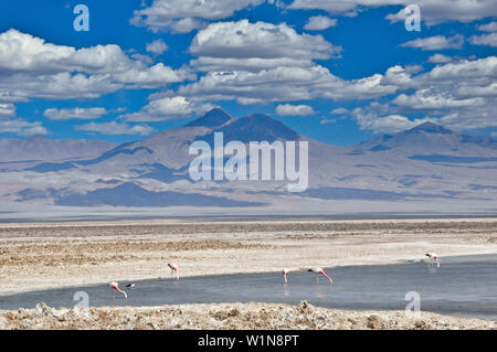 Salzsee Salar de Atacama und Laguna Chaxa und Andengemeinschaft Flamingos, Phoenicoparrus andinus, Vulkan Licancabur, San Pedro de Atacama Atacama Wüste, Al Stockfoto