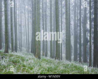 Vereisten Wald im Wechselgebiet, Lower Austria, Austria Stockfoto