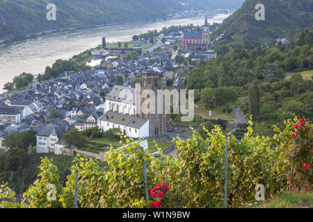 Blick über die Weinberge bei Oberwesel und Rhein, Oberes Mittelrheintal, Rheinland-Pfalz, Deutschland, Europa Stockfoto