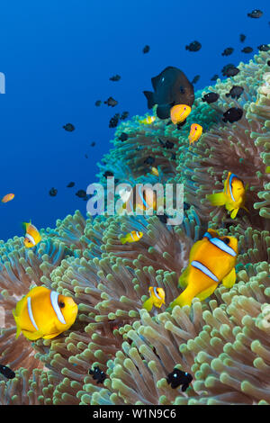 Twobar Anemonefish im Korallenriff, Amphiprion Bicinctus, Shaab Rumi, Rotes Meer, Sudan Stockfoto