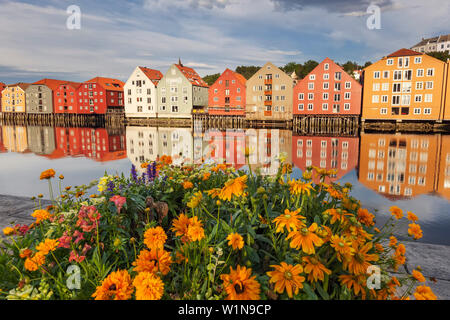 Bunte storage Häuser am Ufer des Flusses Nidelva in der Altstadt von Trondheim mit blühenden Blumen im Sommer, Trondheim, Sør-Trøndelag, Stockfoto