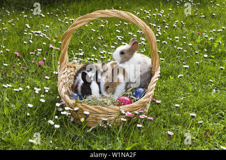 Kaninchen in einen Osterkorb Oryctolagus Cuniculus, Bayern, Deutschland, Europa Stockfoto