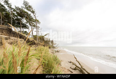 Windflüchter am westlichen Strand auf dem Darß. Prerow, Darß, Mecklenburg-Vorpommern, Deutschland. Stockfoto