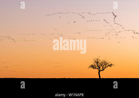 Silhouetten von Kranen im Formationsflug in den roten Himmel der untergehenden Sonne. Im Vordergrund Silhouetten von blattlosen Bäume im Herbst, Linum Stockfoto