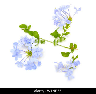 Plumbago auticulata oder leadwort auf weißem Hintergrund. Stockfoto