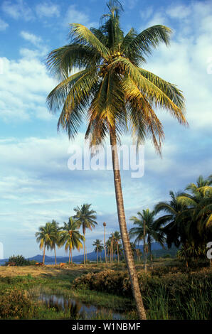 Strand Bei Buff Bay, Portland Jamaika, Karibik Stockfoto