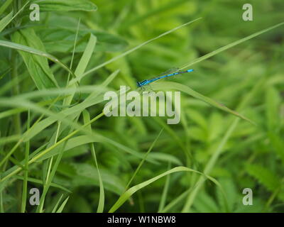 Blau Coenagrion mercuriale closeup Stockfoto