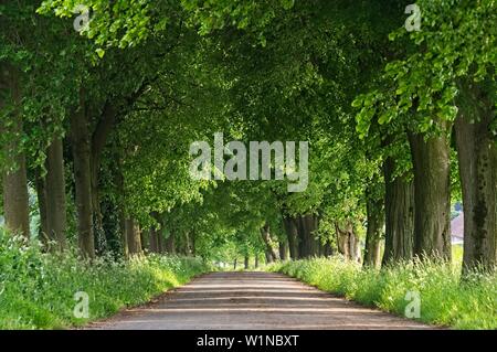 Eine Landstraße durch eine Allee läuft Stockfoto