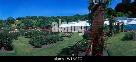 Lady Norwood Rose Garden in Wellington Botanischen Gärten, Wellington, Nordinsel, Neuseeland Stockfoto