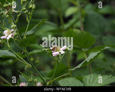 Nahaufnahme einer Honigbiene auf Black Blossom Stockfoto