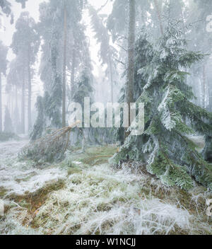 Vereisten Wald im Wechselgebiet, Lower Austria, Austria Stockfoto