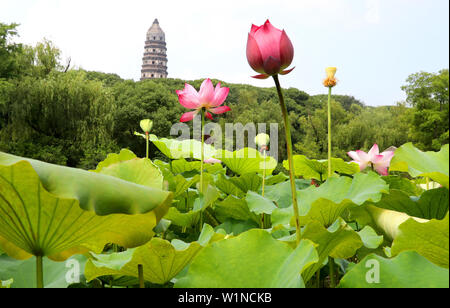 Jiangsu, Zhejiang, China. 3. Juli 2019. Jiangsu, China - 3. Juli 2019: ein Pavillon Garten von huqiu Mountain Scenic Area in Suzhou, Provinz Jiangsu ist mit Lotus mit einer Fläche von über 1500 Quadratmetern überlagert. blühender Lotus und tausend Jahre alte Pagode viele Touristen kommen, Fotos zu machen und zu gewinnen. Credit: SIPA Asien/ZUMA Draht/Alamy leben Nachrichten Stockfoto