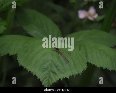 PYRRHOSOMA NYMPHULA Closeup Stockfoto