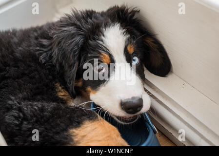 Berner Sennenhund Welpen in einer Ecke kauen ein Schuh und Suchen an der Kamera liegen. Stockfoto