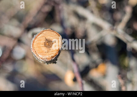 Brennholz vorbereitet für Heizung das Haus im Winter auf einem verschwommenen Hintergrund. Stockfoto