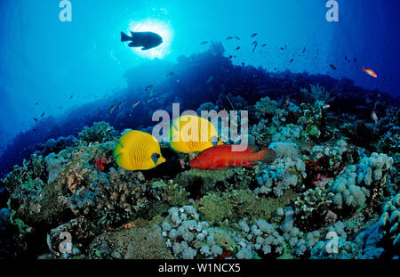 Maskierte Falterfische, Coral Grouper, Chaetodon semilarvatus, Cephalopholis miniata, Ägypten, Afrika, Sinai, Sharm el Sheik, Rotes Meer Stockfoto