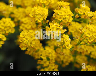 Nahaufnahme von einem gelben Alyssum Stockfoto