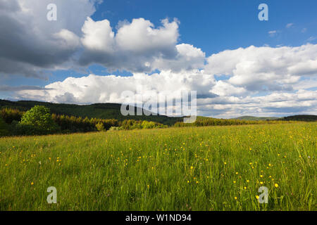 Blumen auf einer Wiese, in der Nähe von Daun, Eifelsteig Wanderweg, Vulkaneifel, Eifel, Rheinland-Pfalz, Deutschland Stockfoto