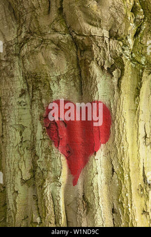 Bemalte Herzen in der Rinde einer Buche, Insel Rügen, Mecklenburg-Vorpommern, Deutschland Stockfoto