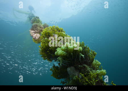 Festmacher am Mbike Wrack, Florida Inseln, Salomonen Stockfoto