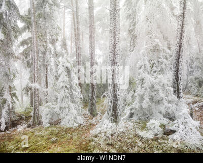 Vereisten Wald im Wechselgebiet, Lower Austria, Austria Stockfoto