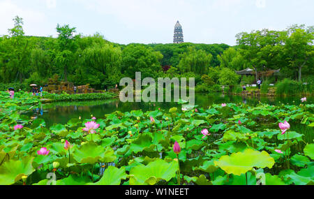 Juli 3, 2019 - Zhejiang, Jiangsu, China Jiangsu, China - 3. Juli 2019: ein Pavillon Garten von huqiu Mountain Scenic Area in Suzhou, Provinz Jiangsu ist mit Lotus mit einer Fläche von über 1500 Quadratmetern überlagert. blühender Lotus und tausend Jahre alte Pagode viele Touristen kommen, Fotos zu machen und zu gewinnen. (Bild: © SIPA Asien über ZUMA Draht) Stockfoto