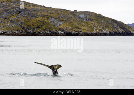 Heckflosse der Buckelwal in der Nähe von Nuuk, Grönland. Stockfoto