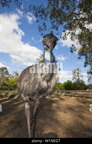 Emu, Dromaius Novaehollandiae, Brisbane, Australien Stockfoto