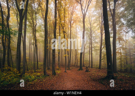 Herbst im Pfälzer Wald, atemberaubende Atmosphäre mit Nebel, Pfälzer Wald, Rheinland-Pfalz, Deutschland Stockfoto
