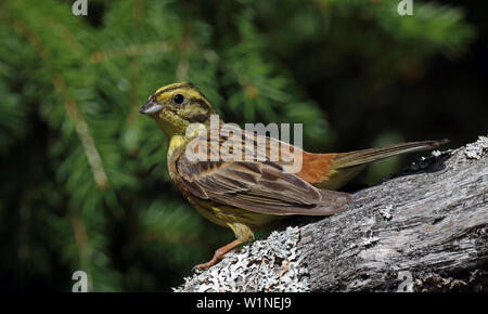 Yellowhammer, männlich, sitzend auf Barsch, Nahaufnahme Stockfoto