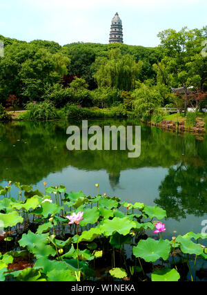 Juli 3, 2019 - Zhejiang, Jiangsu, China Jiangsu, China - 3. Juli 2019: ein Pavillon Garten von huqiu Mountain Scenic Area in Suzhou, Provinz Jiangsu ist mit Lotus mit einer Fläche von über 1500 Quadratmetern überlagert. blühender Lotus und tausend Jahre alte Pagode viele Touristen kommen, Fotos zu machen und zu gewinnen. (Bild: © SIPA Asien über ZUMA Draht) Stockfoto