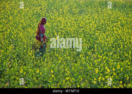 Indische Frau in eine blühende Senf Feld, Rajasthan, Indien Stockfoto